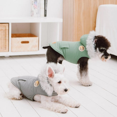 two dogs with sea green and grey dog coat