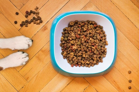 brown peanuts in blue plastic bowl photo - dog food