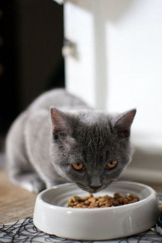 a cat is taking a healthy pet meal