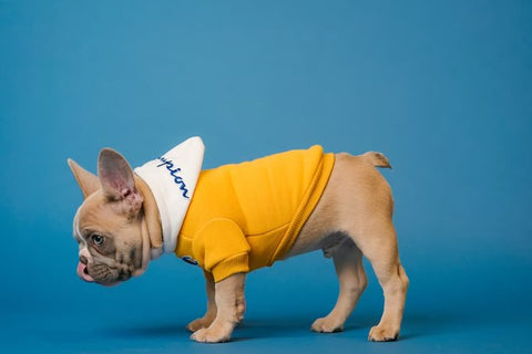 brown pug in yellow hoody jacket