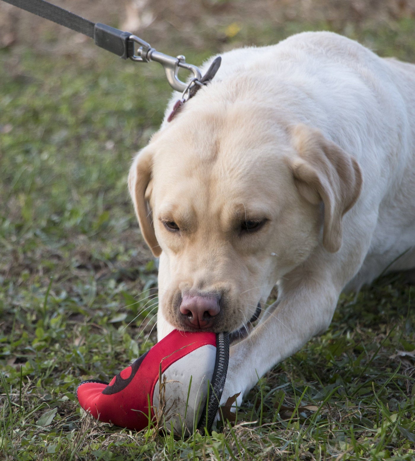 floating dog toys