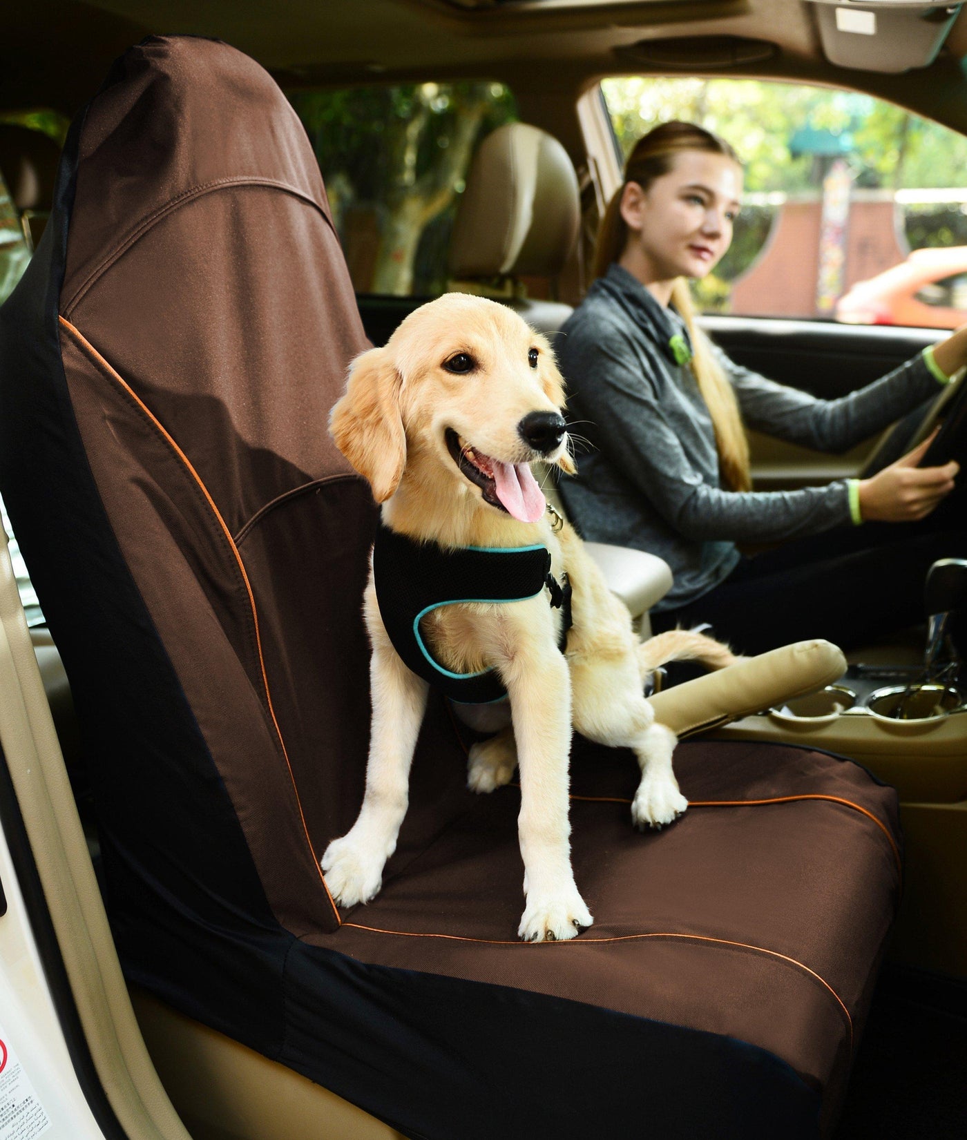 dog car protector