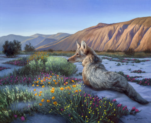 desert coyote in california wildflowers watching a sunset cast orange on a mountain