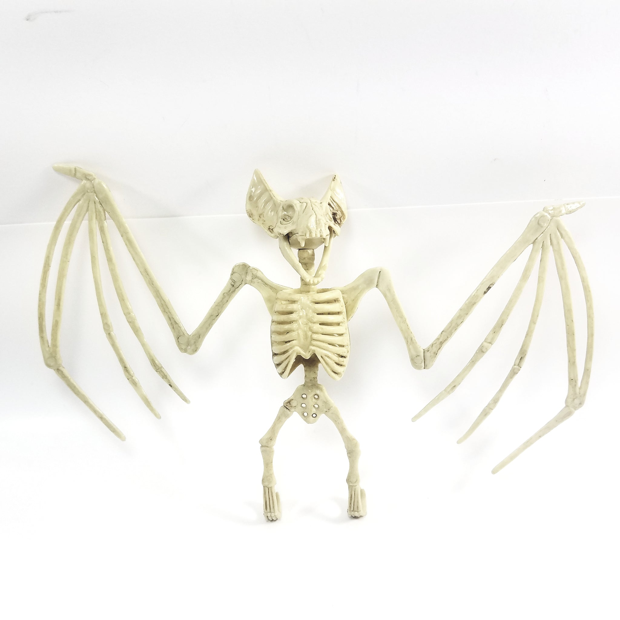 vampire bat skeleton