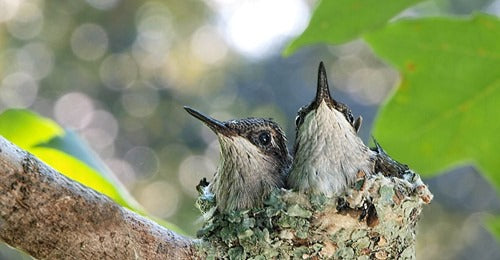 10-adorable-pictures-of-baby-hummingbirds