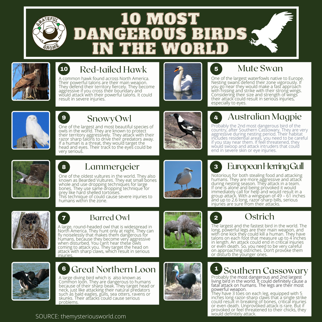 10 Most Dangerous Birds In The World