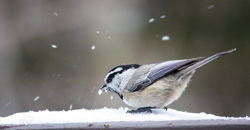 12-winter-birds-myths-and-facts