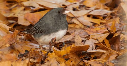 How to Help Birds During Fall Migration