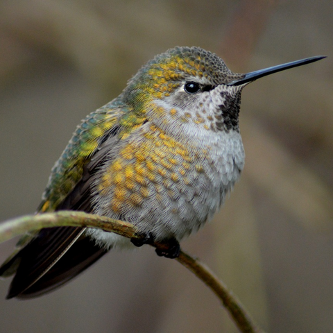 How many species of hummingbirds are there