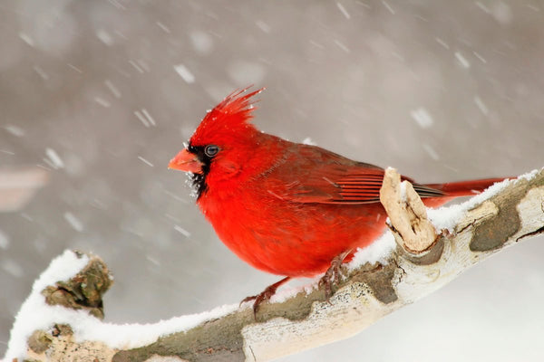 15-of-the-snowiest-bird-photos-ever