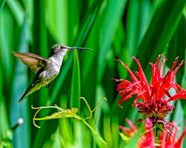 15-photos-that-prove-hummingbirds-are-amazing
