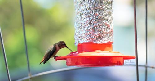 How to Cool Hummingbird Nectar in Hot Weather