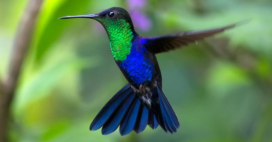 19-things-to-know-about-hummingbirds