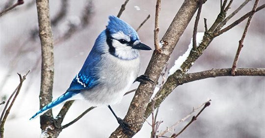 21-simple-tips-to-attract-winter-birds