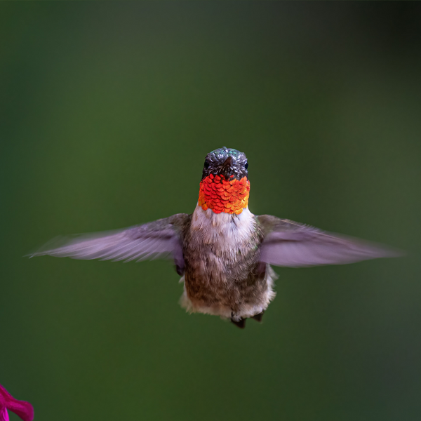 Discover 20 Fun Facts About Hummingbirds!