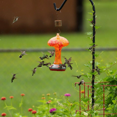 The Pros and Cons of Having Multiple Hummingbird Feeders