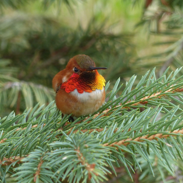 Hummingbird Haven: How to Create an Irresistible Backyard Retreat  