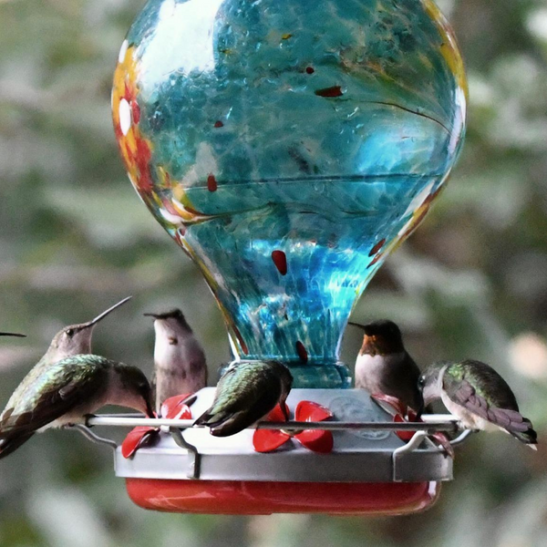 Why Glass Hummingbird Feeders are Better: A Comprehensive Guide