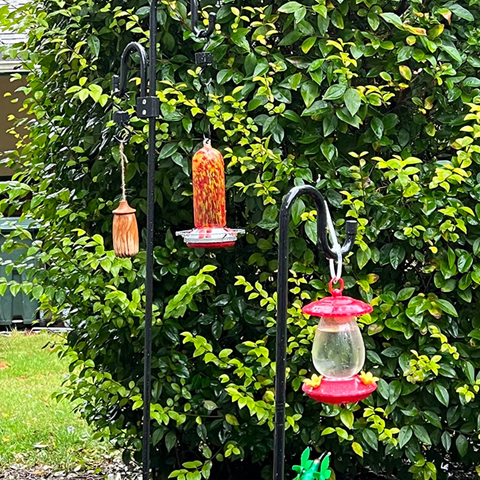 A Comparison Between Glass and Plastic Hummingbird Feeders