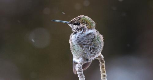 Helping Hummingbirds In Winter