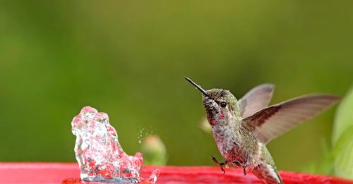 35-stunning-hummingbird-photos-you-need-too-see