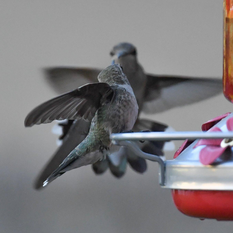 Should You Use Two Hummingbird Feeders? 