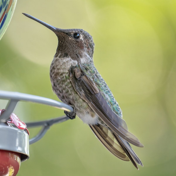Hummingbird Feeders: An In-Depth Guide To Choosing The Best One