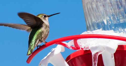 Where Do Hummingbirds Live In the Winter?