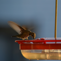 Hummingbird Feeders: An In-Depth Guide To Choosing The Best One
