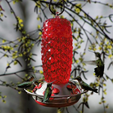 Should You Use Two Hummingbird Feeders? 