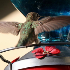 The Pros and Cons of Having Multiple Hummingbird Feeders