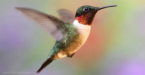 5-life-lessons-from-a-hummingbird
