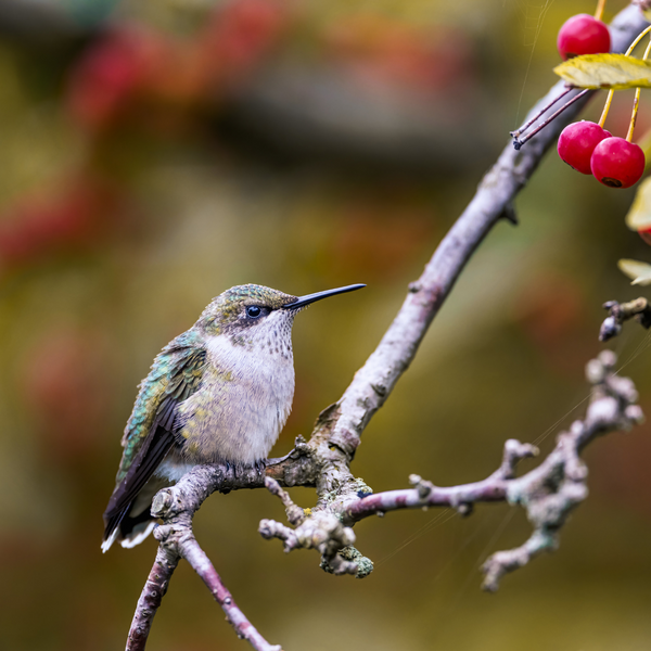 Hummingbird Mysteries Unraveled: FAQs and Expert Insights