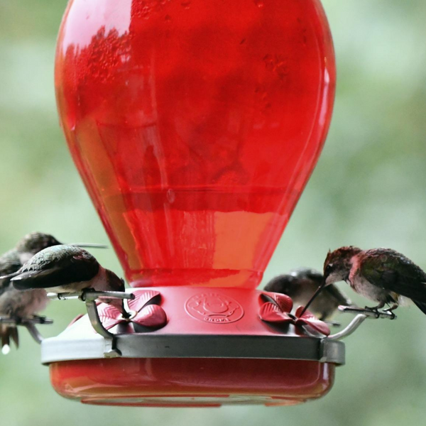 Should You Use Two Hummingbird Feeders?