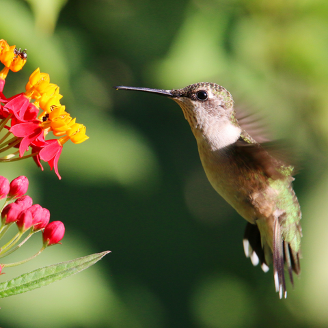 Beyond Colors: Decoding the Gender Variations in Hummingbirds
