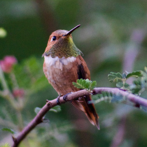 The Ultimate Guide to Attracting Hummingbirds: Tips and Tricks