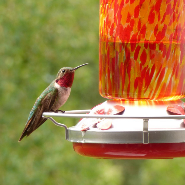 The Do’s and Don'ts of Hummingbird Feeding: A Comprehensive Guide