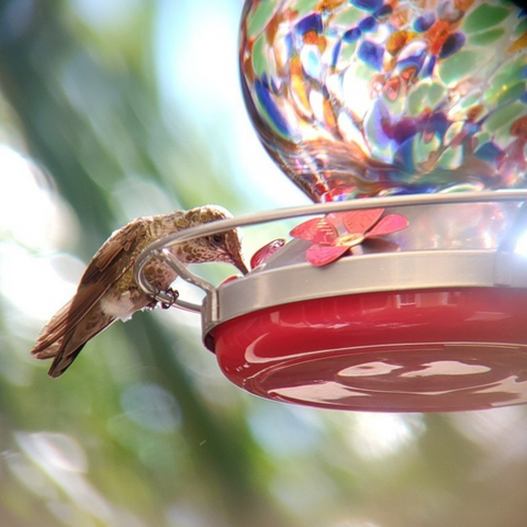 Why Glass Hummingbird Feeders are Better: A Comprehensive Guide