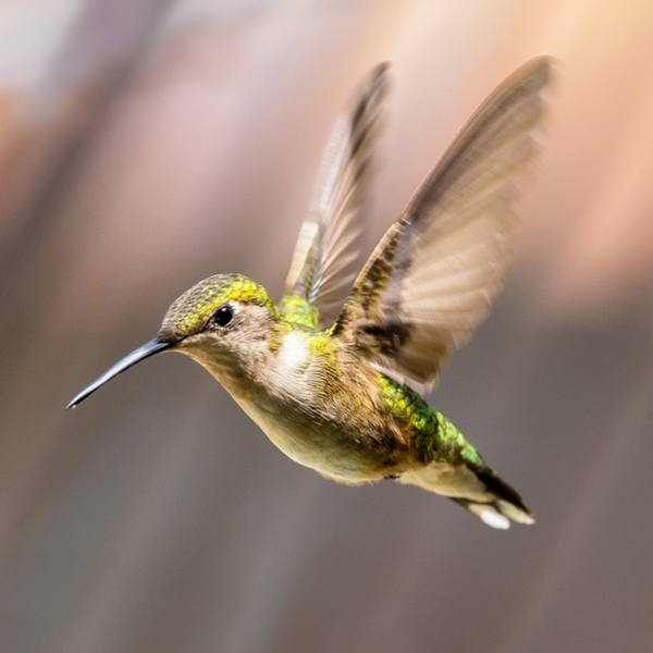 The Pros and Cons of Having Multiple Hummingbird Feeders