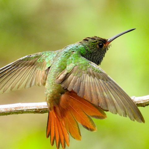 Beyond Colors: Decoding the Gender Variations in Hummingbirds