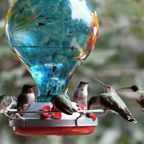 The Do’s and Don'ts of Hummingbird Feeding: A Comprehensive Guide