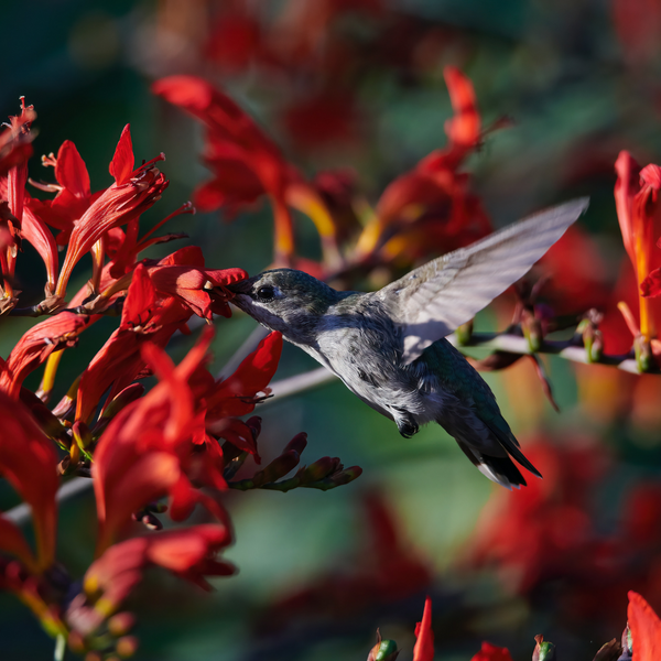 Hummingbird 101: Your Essential Guide to Frequently Asked Questions