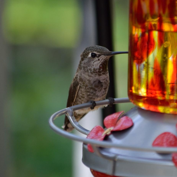 A Comparison Between Glass and Plastic Hummingbird Feeders