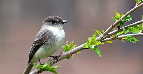 8-great-spring-birding-moments