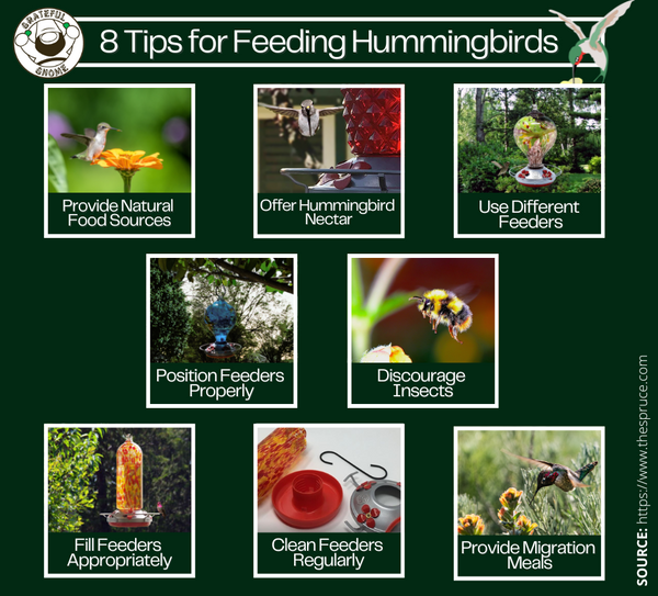 8 Tips for Feeding Hummingbirds