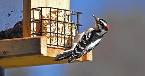 9-foods-you-should-never-feed-to-birds