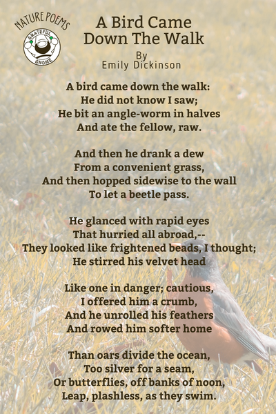 Nature Poems - A Bird Came Down The Walk