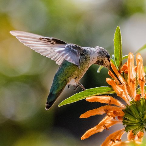 A Hummingbird's Heart Beats Faster Than Any Other Bird