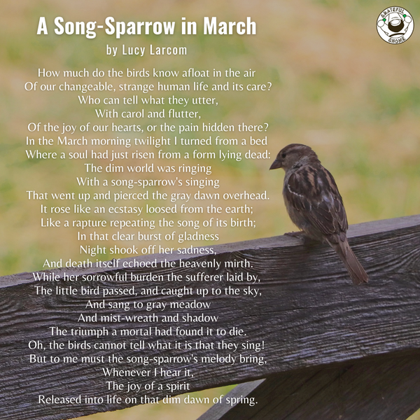 Bird Poems - A Song-Sparrow in March