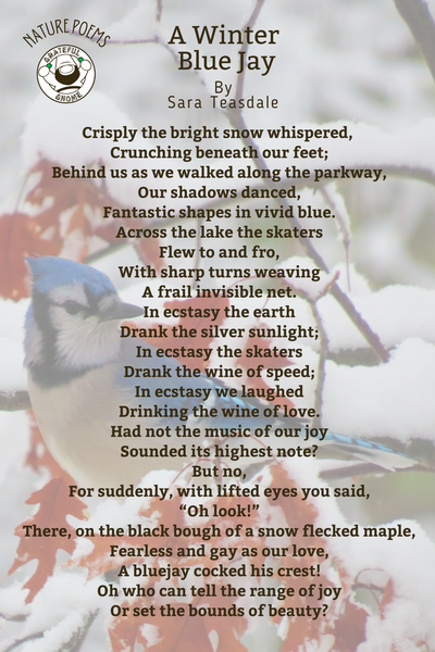 Nature Poems - A Winter Blue Jay